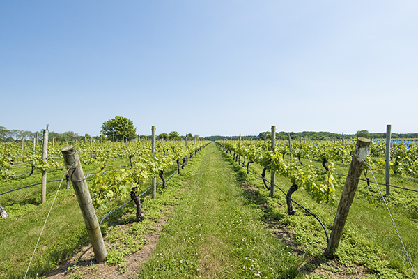 Bedell Cellars (photo by Raul Velasco)