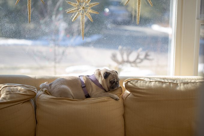 The Health Benefits of Pets (featuring Dee Dee the pug)