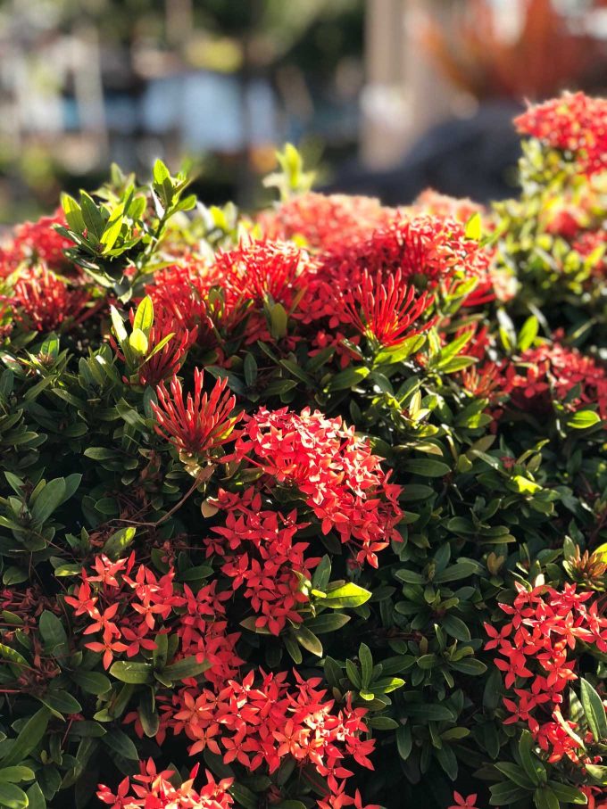 flowers in kauai