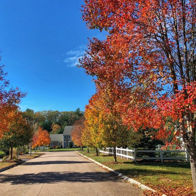 Fall foliage