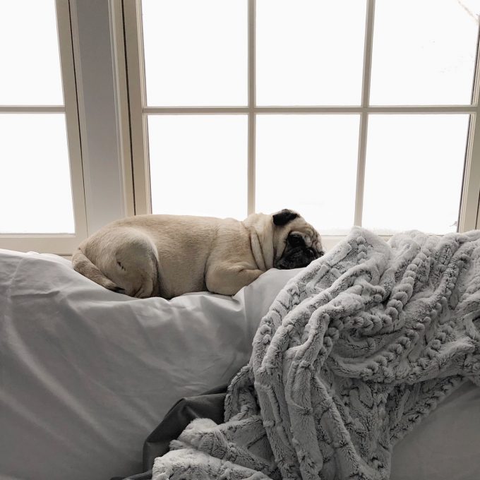 snow day for a pug