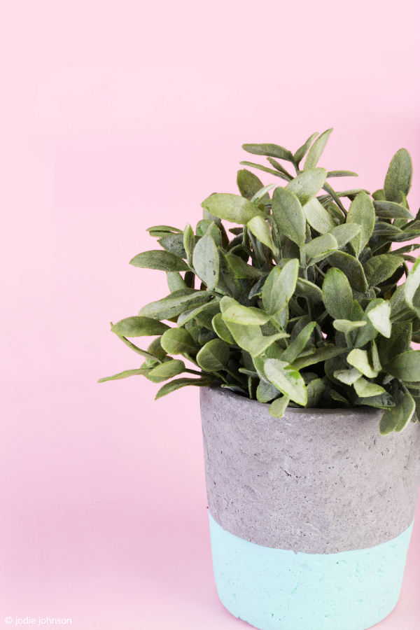 sage plant - photo copyright jodie johnson