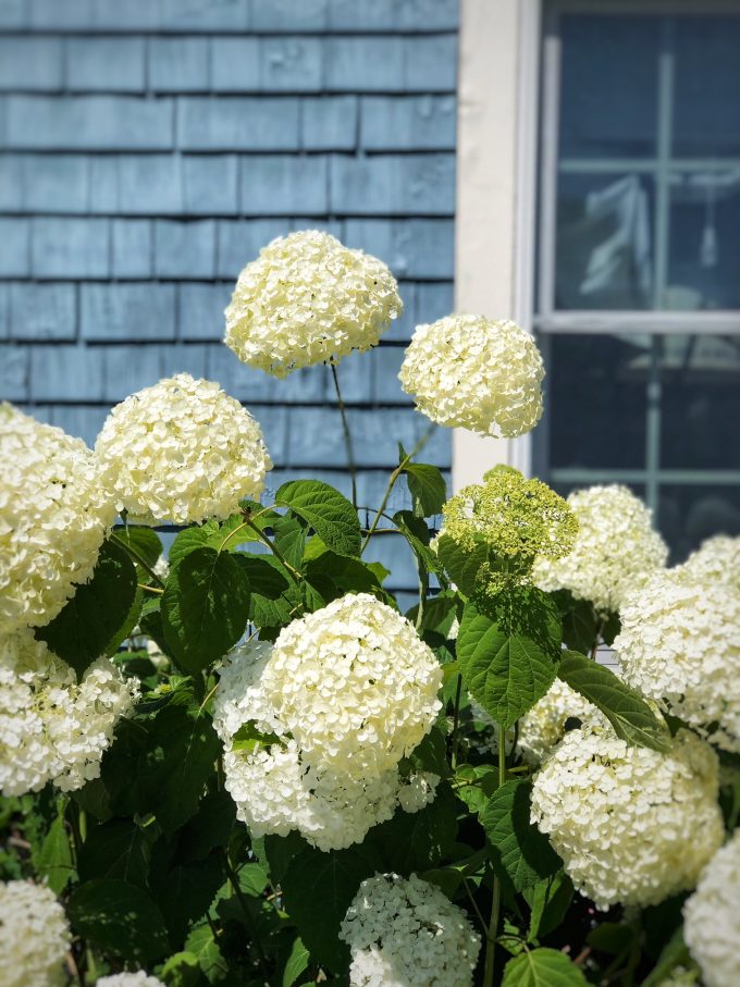 white hydrangeas